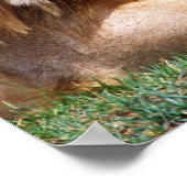 Paar van Afrikaanse Lion, Panthera leo, Tanzania Poster (Hoek)