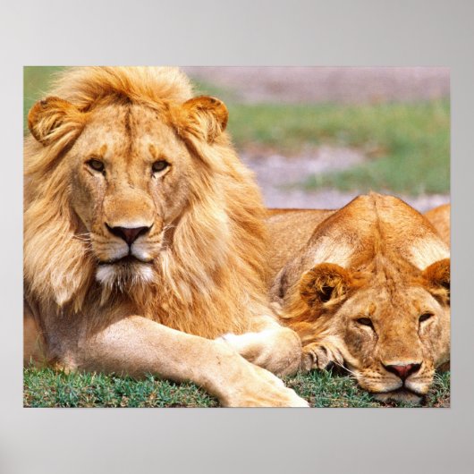 Paar van Afrikaanse Lion, Panthera leo, Tanzania Poster (Voorkant)