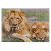 Paar van Afrikaanse Lion, Panthera leo, Tanzania Snijplank (Voorkant)