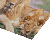 Paar van Afrikaanse Lion, Panthera leo, Tanzania Snijplank (Hoek)