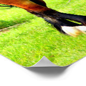 Paar van baai Poolse gefokte paarden | Groen lands Poster (Hoek)