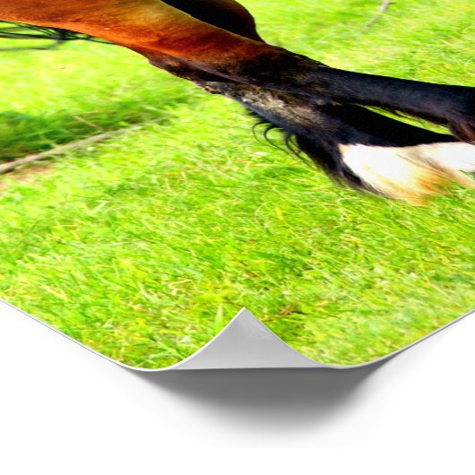 Paar van baai Poolse gefokte paarden | Groen lands Poster (Hoek)