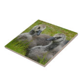 Paar van Baby Canadese ganzentegels Tegeltje (Zijkant)