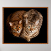 Paar van Bengal Kittens Poster (Voorkant)