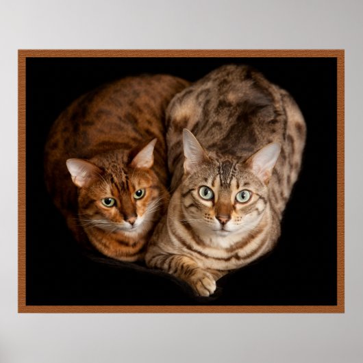 Paar van Bengal Kittens Poster (Voorkant)