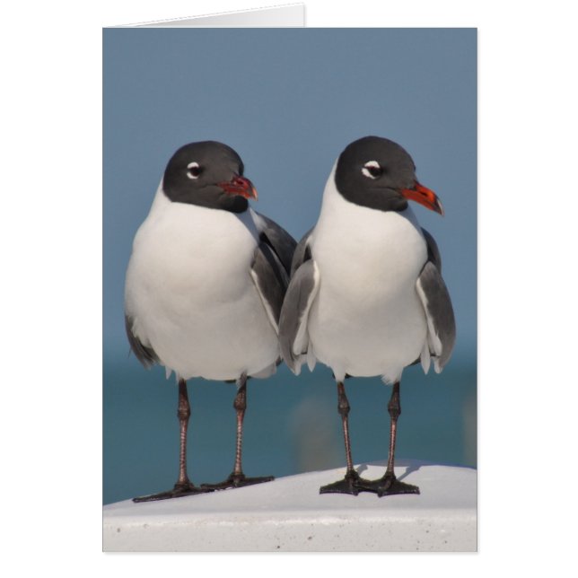 Paar van Black Headed Gulls (Voorkant)