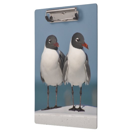 Paar van Black Headed Gulls Klembord (Links)