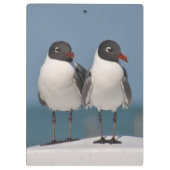 Paar van Black Headed Gulls Klembord (Achterkant)