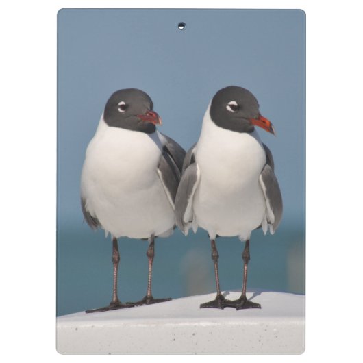 Paar van Black Headed Gulls Klembord (Achterkant)