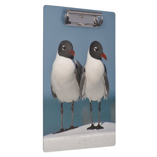 Paar van Black Headed Gulls Klembord (Rechts)