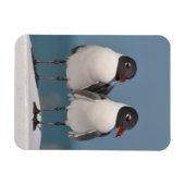 Paar van Black Headed Gulls Magneet (Horizontaal)