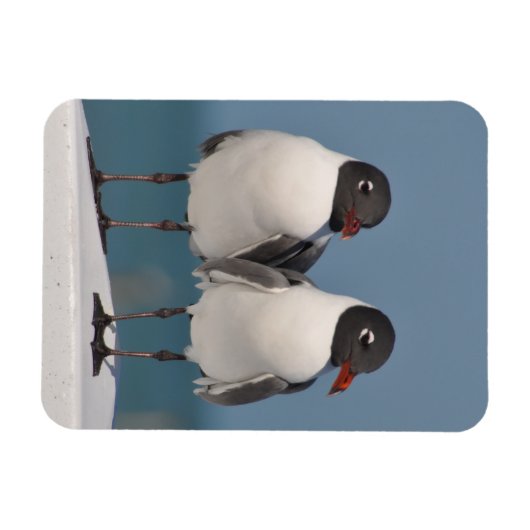 Paar van Black Headed Gulls Magneet (Horizontaal)
