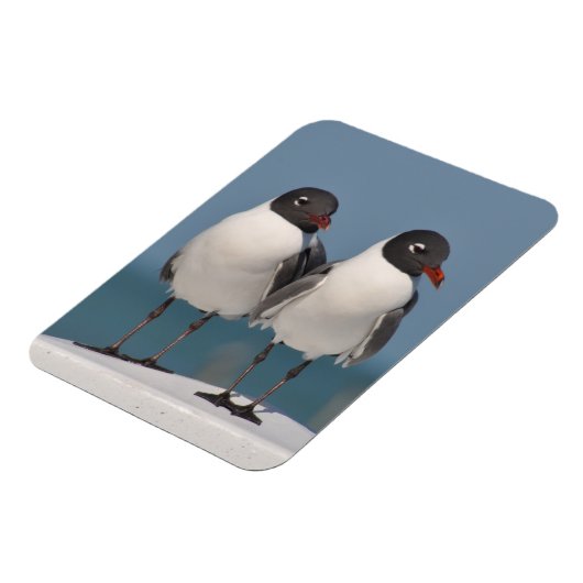 Paar van Black Headed Gulls Magneet (Linkerzijde)
