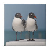 Paar van Black Headed Gulls Tegeltje (Voorkant)