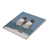 Paar van Black Headed Gulls Tegeltje (Zijkant)