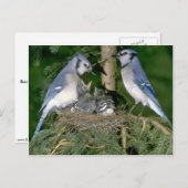 Paar van Blue Jays met jonge Briefkaart (Voorkant / Achterkant)