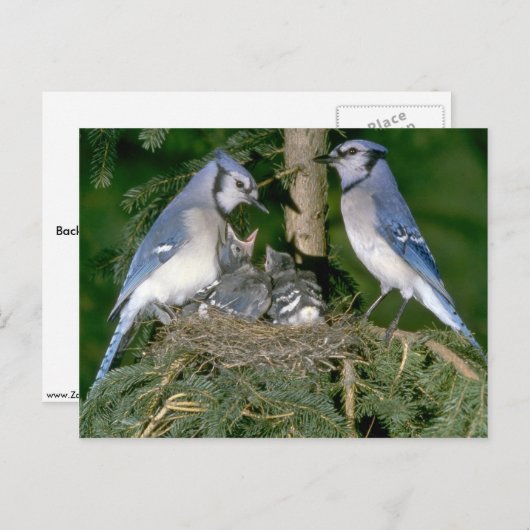 Paar van Blue Jays met jonge Briefkaart (Voorkant / Achterkant)
