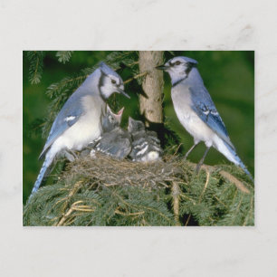 Paar van Blue Jays met jonge Briefkaart