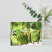 Paar van Briefkaart van groene parrots (Staand voorkant)