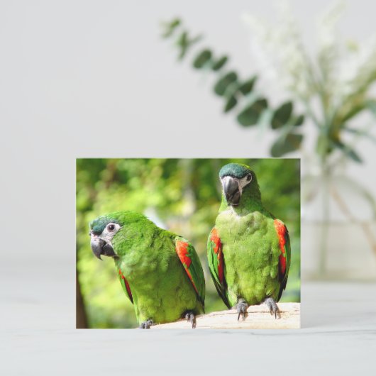 Paar van Briefkaart van groene parrots (Staand voorkant)