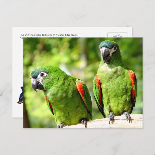 Paar van Briefkaart van groene parrots (Voorkant / Achterkant)