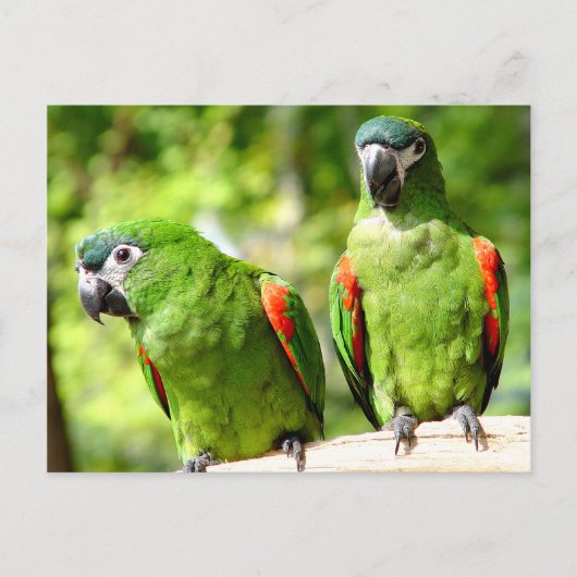 Paar van Briefkaart van groene parrots (Voorkant)