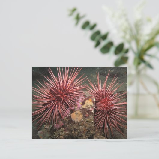 Paar van Briefkaart van reuzenrood Zee Urchins (Staand voorkant)