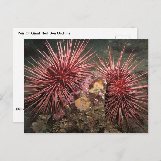 Paar van Briefkaart van reuzenrood Zee Urchins (Voorkant / Achterkant)