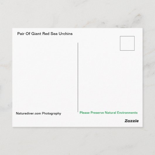 Paar van Briefkaart van reuzenrood Zee Urchins (Achterkant)