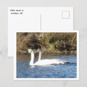 Paar van Briefkaart van witte zwanen