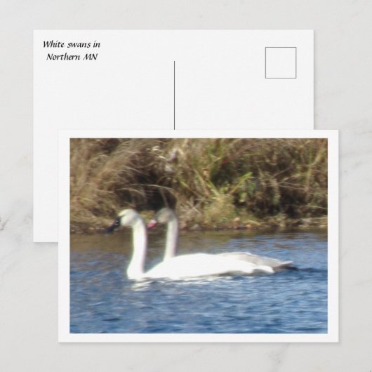 Paar van Briefkaart van witte zwanen (Voorkant / Achterkant)