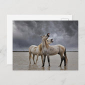 Paar van Camargue Horse Stallions, Zuid-Frankrijk Briefkaart (Voorkant / Achterkant)