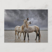 Paar van Camargue Horse Stallions, Zuid-Frankrijk Briefkaart (Voorkant)