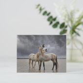 Paar van Camargue Horse Stallions, Zuid-Frankrijk Briefkaart (Staand voorkant)
