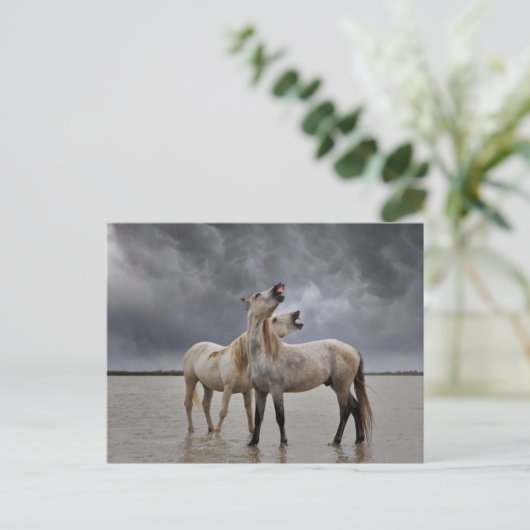Paar van Camargue Horse Stallions, Zuid-Frankrijk Briefkaart (Staand voorkant)