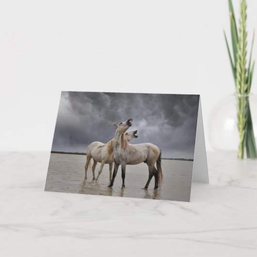 Paar van Camargue Horse Stallions, Zuid-Frankrijk Kaart (Voorkant)