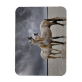 Paar van Camargue Horse Stallions, Zuid-Frankrijk Magneet (Verticaal)