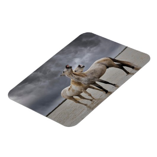 Paar van Camargue Horse Stallions, Zuid-Frankrijk Magneet (Linkerzijde)