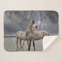 Paar van Camargue Horse Stallions, Zuid-Frankrijk