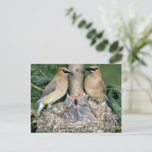 Paar van Cedar Waxwings met jonge Briefkaart (Staand voorkant)