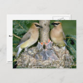 Paar van Cedar Waxwings met jonge Briefkaart (Voorkant / Achterkant)