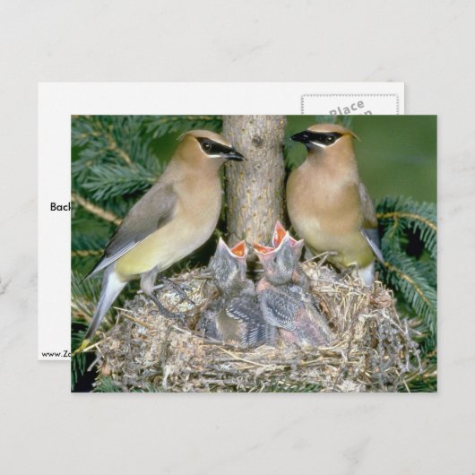 Paar van Cedar Waxwings met jonge Briefkaart (Voorkant / Achterkant)