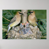 Paar van Cedar Waxwings met jonge Poster (Voorkant)