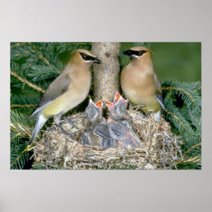 Paar van Cedar Waxwings met jonge Poster