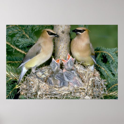 Paar van Cedar Waxwings met jonge Poster (Voorkant)