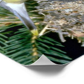 Paar van Cedar Waxwings met jonge Poster (Hoek)