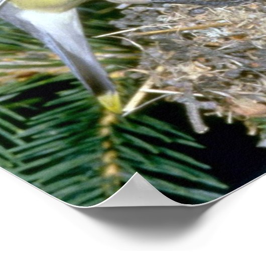 Paar van Cedar Waxwings met jonge Poster (Hoek)