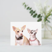 Paar van chihuahuas briefkaart (Staand voorkant)