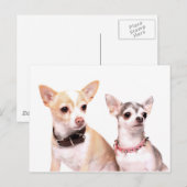 Paar van chihuahuas briefkaart (Voorkant / Achterkant)