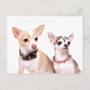 Paar van chihuahuas briefkaart